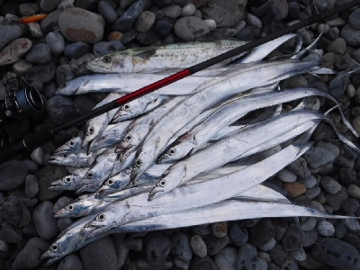 七里御浜サーフのショアジギ