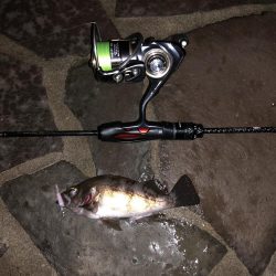 メバリング調査