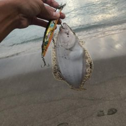 ヒラメ アオリイカ