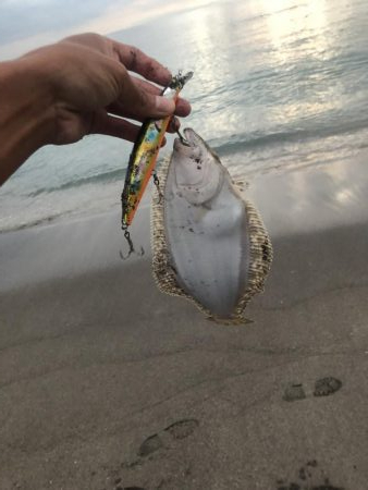 ヒラメ アオリイカ