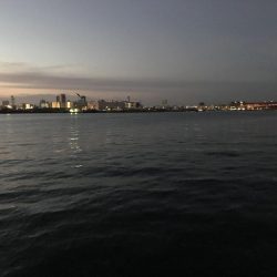 タチウオ終盤。