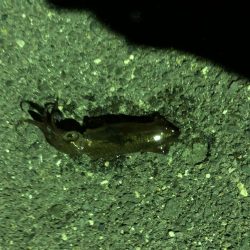 深夜のメバル&ベイカ