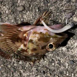 ライトゲームの時期がやってきました