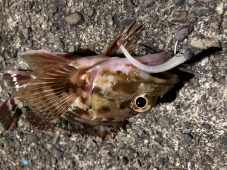 ライトゲームの時期がやってきました