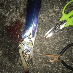 サビキ&タチウオ