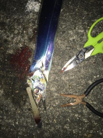 サビキ&タチウオ