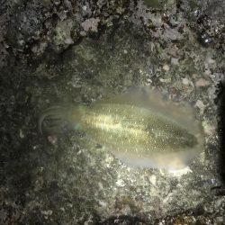 フカセ釣り エギング