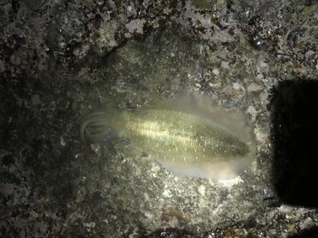 フカセ釣り エギング