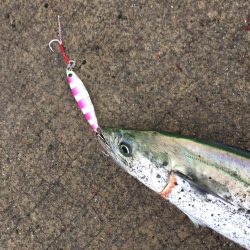 ジグパラ ただ巻きハマる!