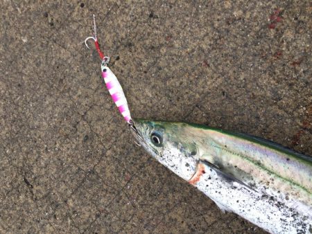 ジグパラ ただ巻きハマる!