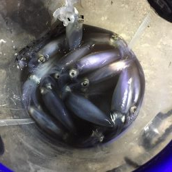 ポツポツヒイカ