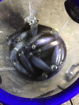 ポツポツヒイカ