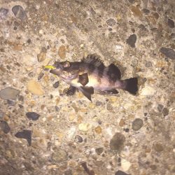 タチウオが釣れない・・・。