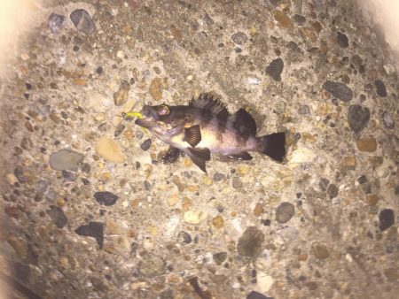 タチウオが釣れない・・・。