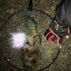 アオリイカのアタリ数多し☆