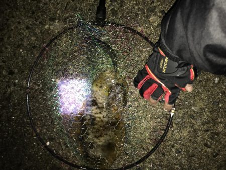 アオリイカのアタリ数多し☆