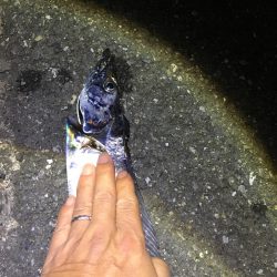 明るい時間に！しかし・・・