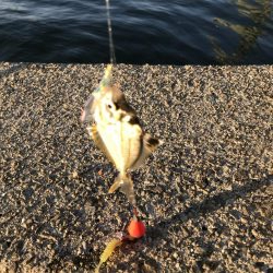 タチウオやーい？どこやー？