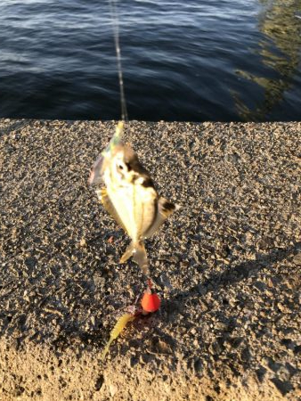 タチウオやーい？どこやー？