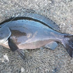 シーズンですね