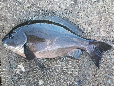 シーズンですね