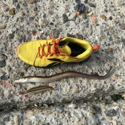 本命釣れず穴子くんこんにちわ