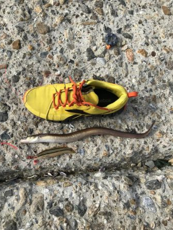 本命釣れず穴子くんこんにちわ