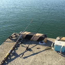 ハゼは裏切らない！