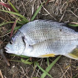 マゴチ調査一日目