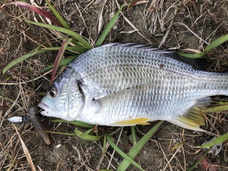 マゴチ調査一日目