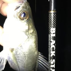 色々釣れる晩秋