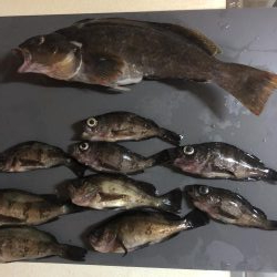 アイナメ38センチ