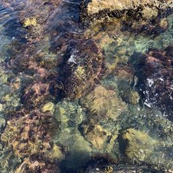 地磯でアコウ狙うもガシラのみ