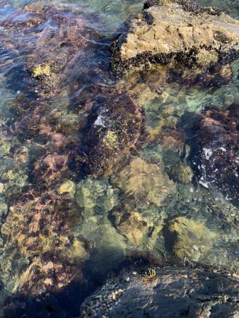 地磯でアコウ狙うもガシラのみ