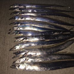 タチウオざんまい！