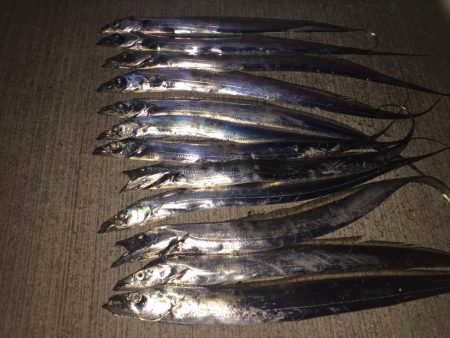 タチウオざんまい！