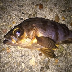 ど干潮で、ガシラのみ！