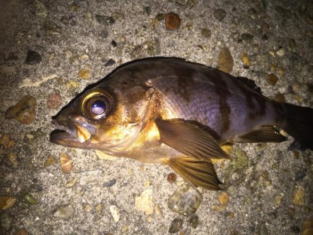 ど干潮で、ガシラのみ！