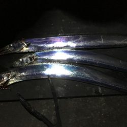 地合い無く厳しいタチウオ