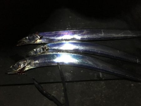 地合い無く厳しいタチウオ