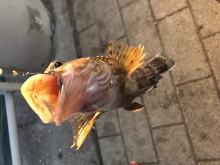 極寒のシーサイドコスモ