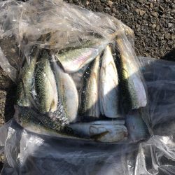 サビキ釣りでマッタリ