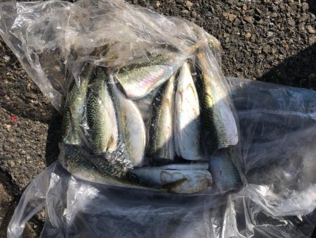 サビキ釣りでマッタリ