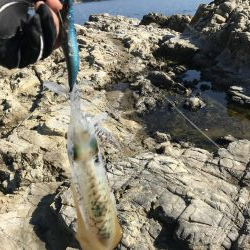 フカセ釣り、エギング