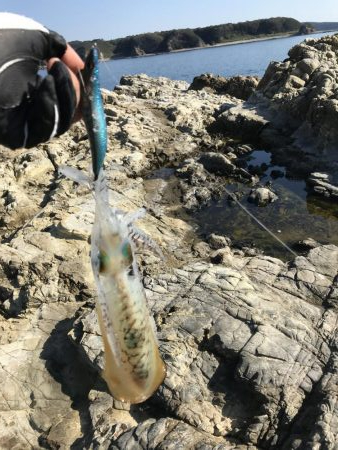 フカセ釣り、エギング