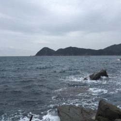 サイレントアサシンでアオリイカ