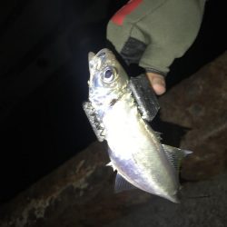 連夜のアジング