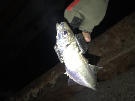 連夜のアジング