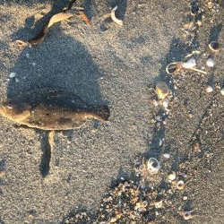 念願の遠州灘遠征