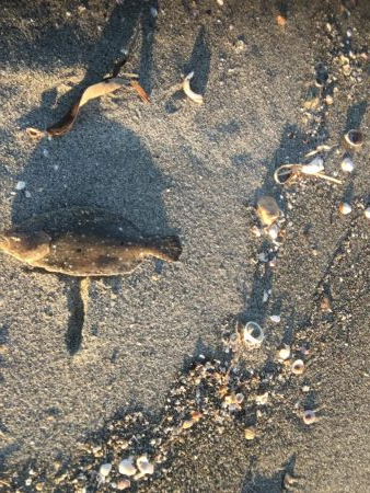 念願の遠州灘遠征